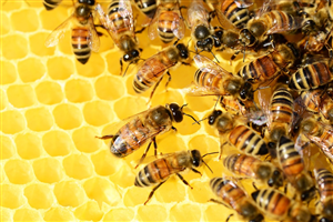 Disciplinare tecnico per gestione del regolamento per utilizzo laboratorio lavorazione del miele
